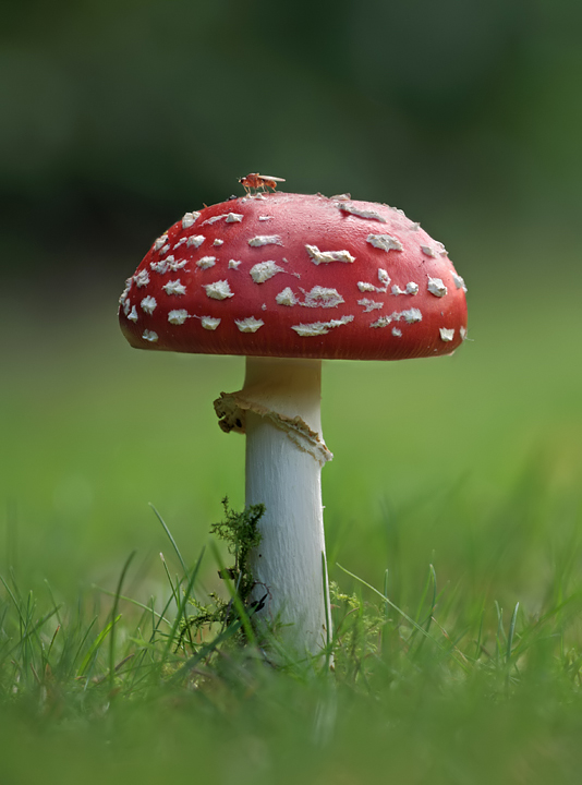 Fly Agaric 2